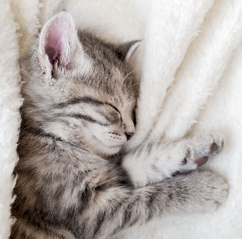 Kitten receiving first core vaccinations during a wellness visit at Woodland Springs Vet Hospital
