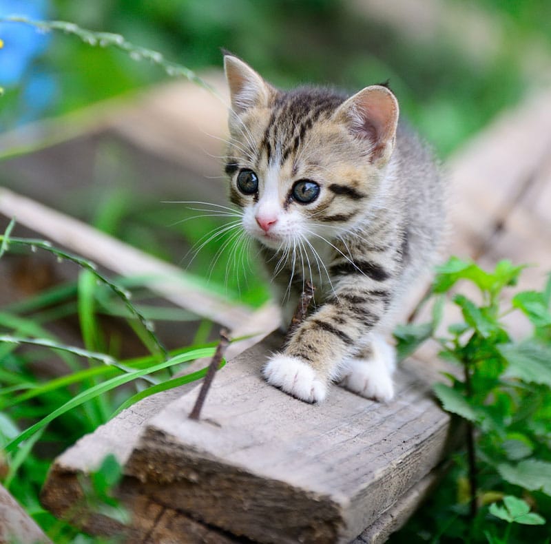 Kitten vaccination appointment at Woodland Springs Vet Hospital — vaccine protocol for kittens
