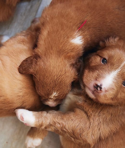 Puppy receiving veterinary vaccination as part of the recommended puppy vaccine protocol
