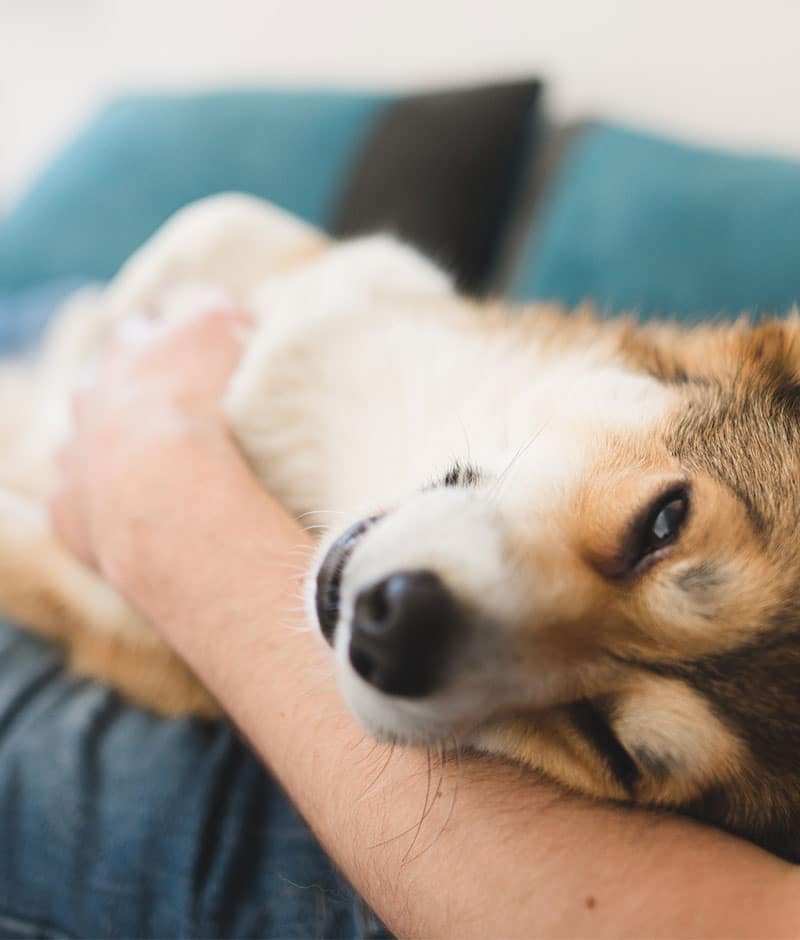 Pet receiving annual wellness exam as part of a preventive care plan at Fort Worth vet
