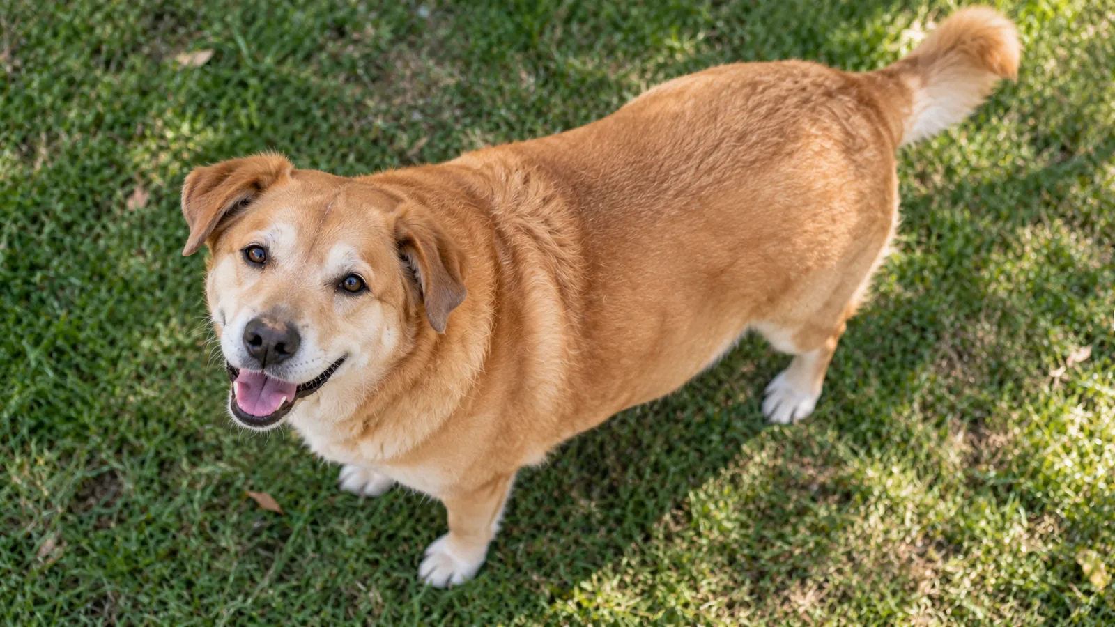 An overweight tan dog stands on green grass, looking up at the camera with its mouth open.