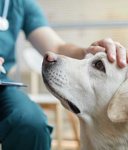 Veterinarian administering a protective vaccine to a dog at Woodland Springs Vet Hospital

